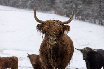 Foto van een kudde Schotse Hooglanders in de winter in de modder en sneeuw buiten op de weide van Andreas Freund