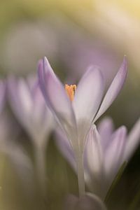 Frühling in Blüte - Zartlila Krokus