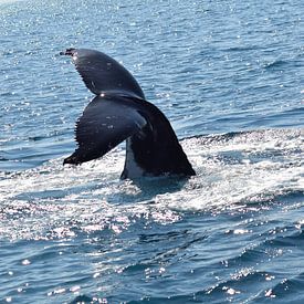 Staart speelse walvis boven water van Bianca Bianca