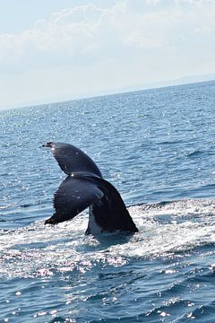 Staart speelse walvis boven water van Bianca Bianca