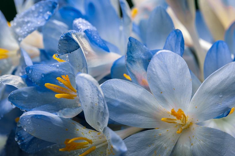 Carnaval avec des fleurs par Jolanda de Jong-Jansen
