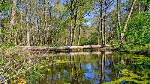 Dune lake in spring