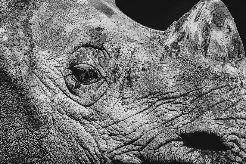 Portrait en noir et blanc d'un rhinocéros. par Gianni Argese