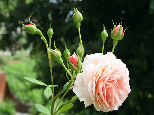 Puderrose mit Knospen