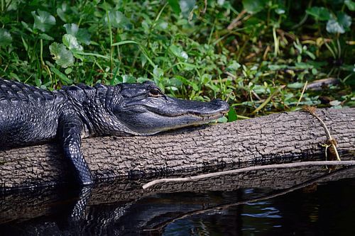 Een alligator rustend op een boomstam