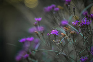 Blumen Teil 419