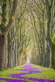 Fleurs de printemps à Brême, Allemagne sur Michael Abid