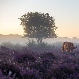 Early morning at the moor by Emile Kaihatu