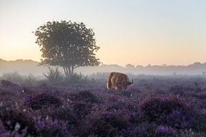 Vroege ochtend op de heide van Emile Kaihatu