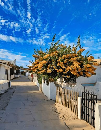 Orangefarbene Bougainvillea und weiß getünchte Häuser, Armona Island Village, Portugal