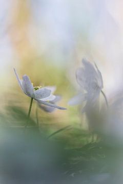 Invisible to the eye by Bob Daalder