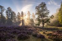 Enchanting morning light on the Loenermark, Veluwe