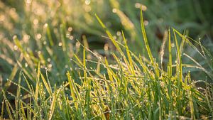 Dewdrops on green blades of grass in backlight sur Michel Seelen