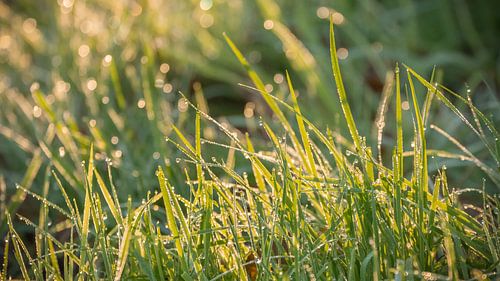 Dewdrops on green blades of grass in backlight