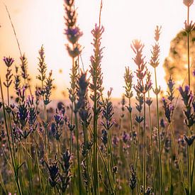 Lavender Field by Jeroen Rosseels