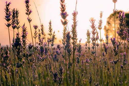 Lavender Field by Jeroen Rosseels