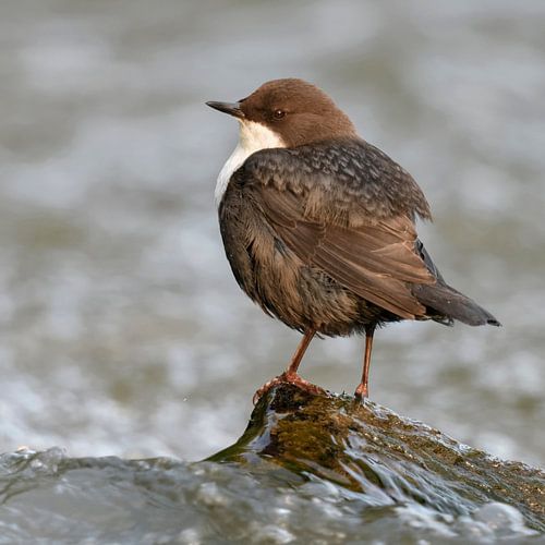 Dipper, White throated Dipper ( Cinclus cinclus ) perched on a rock in a wild creek, watching around