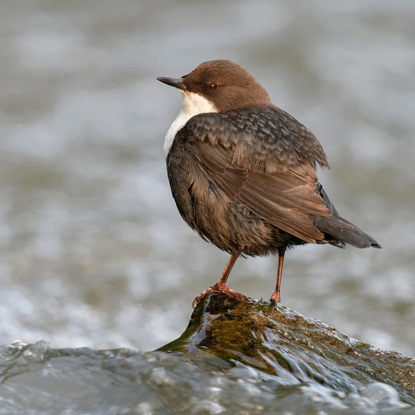 Dipper ( Cinclus cinclus cinclus ) zit op een steen, omgeven door bruisend water, wilde dieren, Euro van wunderbare Erde