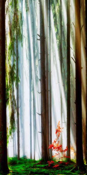 Mystic Forest by Jürgen Wiesler