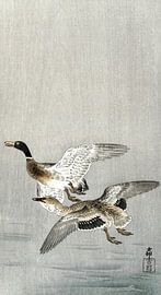 Ohara Koson – Couple of Ducks (1900–1936) | Vintage Japanese Woodblock Print by Timeless Artworks