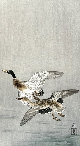 Ohara Koson – Eendenpaar (1900–1936) | Antieke Japanse houtsnede