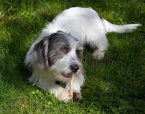 Hond op het gazon