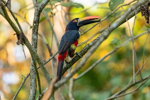 Les couleurs de la forêt tropicale – un araçari à tête rouge avec une noix dans le bec