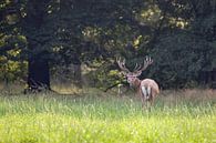Edelhert in het bos by Evert Jan Kip thumbnail