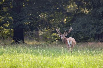 Edelhert in het bos by Evert Jan Kip