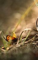 Petit papillon de feu