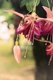 Ein Kleinod der Natur von tim eshuis