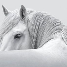 Mane Character by PixelMint.