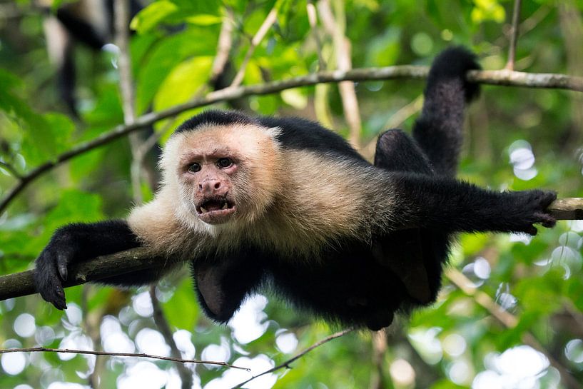 Makaak in Corcovado NP, Costa Rica van Martijn Smeets