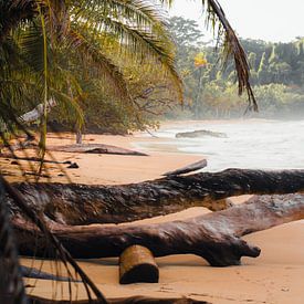 Trees on the beach in Caribbean Panama by Felix Van Leusden