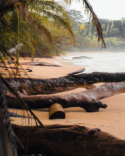 Bomen op het strand in Caribisch Panama