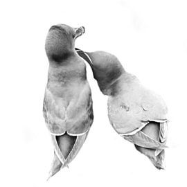Love is in the air by Rini Kools