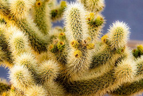 Détails Teddy Bear Cholla dans le parc national de Joshua Tree en Californie USA