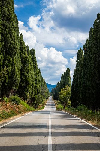 De weg naar Bolgheri