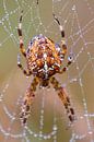 spider by ton vogels thumbnail