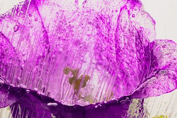 Roze klokjesbloem in kristalhelder ijs 1 van Marc Heiligenstein