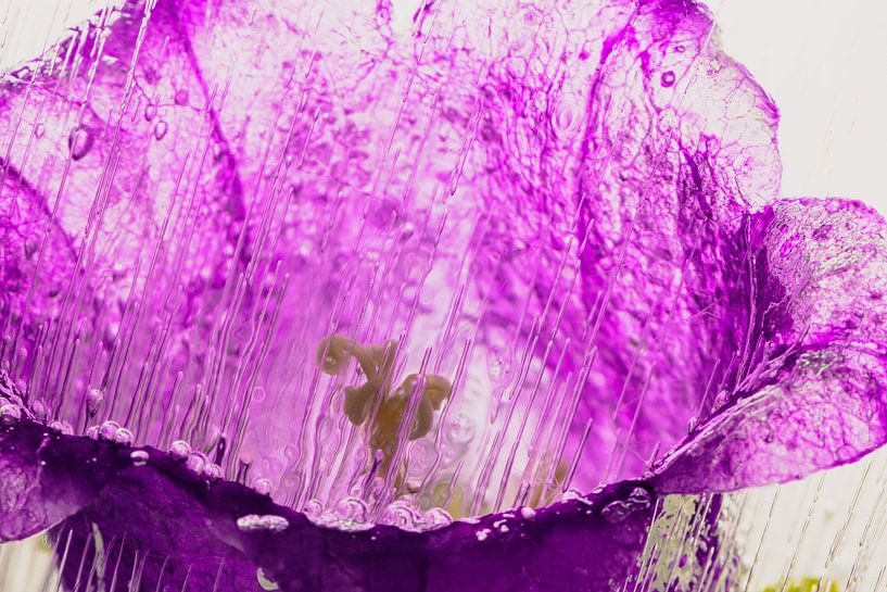 Pinke Glockenblume in kristallklarem Eis 1 von Marc Heiligenstein