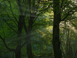 Lever du soleil à Dwingelderveld (Pays-Bas)