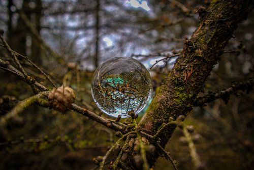 Schwimmende Glaskugel im Baum