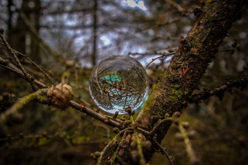 Boule de verre flottante dans un arbre par Dani Mulder