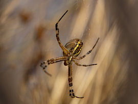 Wasp spider at rest by Ankie Kooi