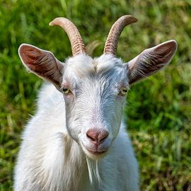 Portrait of a domestic goat in the Black Forest