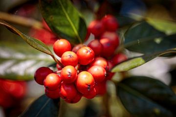 Rote Beeren von Rob Boon