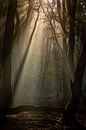 The forest of dancing trees by Evert Jan Kip thumbnail