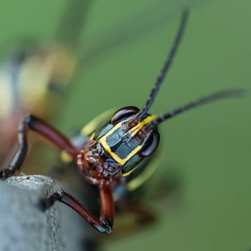 Grashüpfer von Hennie Zeij