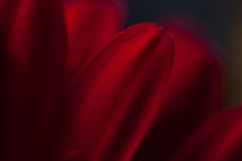 Gerbera-Blatt von Anita van Hengel